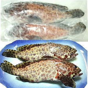 澎湖現釣玳瑁石斑<2尾400g>(菜園黃A) 澎湖現釣玳瑁石斑<2尾400g>(菜園黃A)