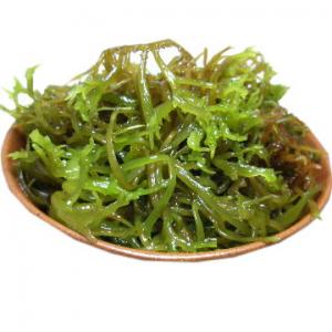 澎湖野生珊瑚草_半斤(可涼拌) 澎湖野生珊瑚草_半斤(可涼拌)
