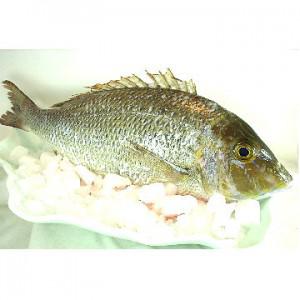 澎湖青嘴龍占魚<一尾900g>(急凍真空) 澎湖青嘴龍占魚<一尾900g>(急凍真空)