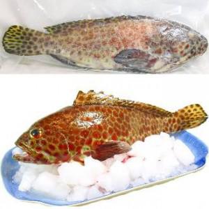 澎湖現釣玳瑁石斑<1尾300g>(急凍真空) 澎湖現釣玳瑁石斑<1尾300g>(急凍真空)
