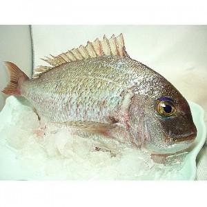澎湖迦納魚<1尾550g>(已去鱗、急凍) 澎湖迦納魚<1尾550g>(已去鱗、急凍)