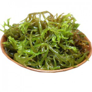 澎湖西嶼野生珊瑚草_一斤(可涼拌) 澎湖西嶼野生珊瑚草_一斤(可涼拌)
