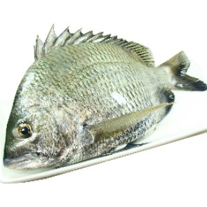 澎湖現釣野生黑鯛(黑格)<1尾600g>(急凍真空)