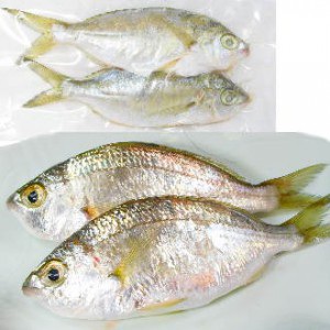 澎湖現釣碗米仔(鑽嘴魚)<2尾300g>(急凍真空)