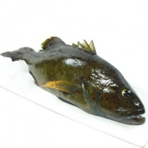 澎湖現釣野生七星斑(青鰷)<1尾300g>(潭邊洪A) 澎湖現釣野生七星斑(青鰷)<1尾300g>(潭邊洪A)