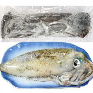 澎湖海釣魷魚(軟絲)<1尾650g>(菓葉盧A)