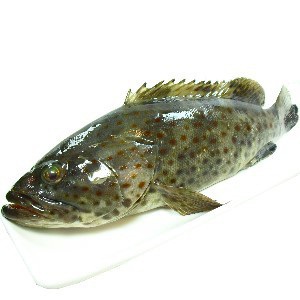 澎湖現釣瑪拉巴石斑(來麻)<1尾500g>(菜園黃A) 澎湖現釣瑪拉巴石斑(來麻)<1尾500g>(菜園黃A)
