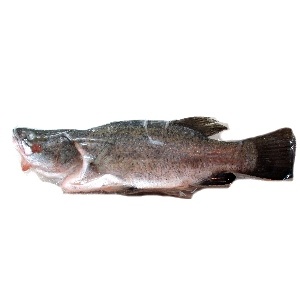 金目鱸魚<1尾600g>(急凍真空) 金目鱸魚<1尾600g>(急凍真空)
