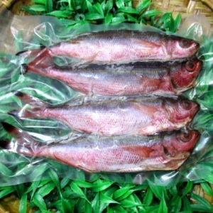 澎湖烏尾冬<4尾550g>(急凍真空) 澎湖烏尾冬<4尾550g>(急凍真空)
