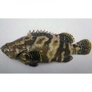 五德養殖澎湖龍虎石斑魚<1尾850g>(急凍真空) 五德養殖澎湖龍虎石斑魚<1尾850g>(急凍真空)