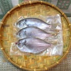 澎湖野生現撈肉鯽(肉魚)<3尾200g>(潭邊)